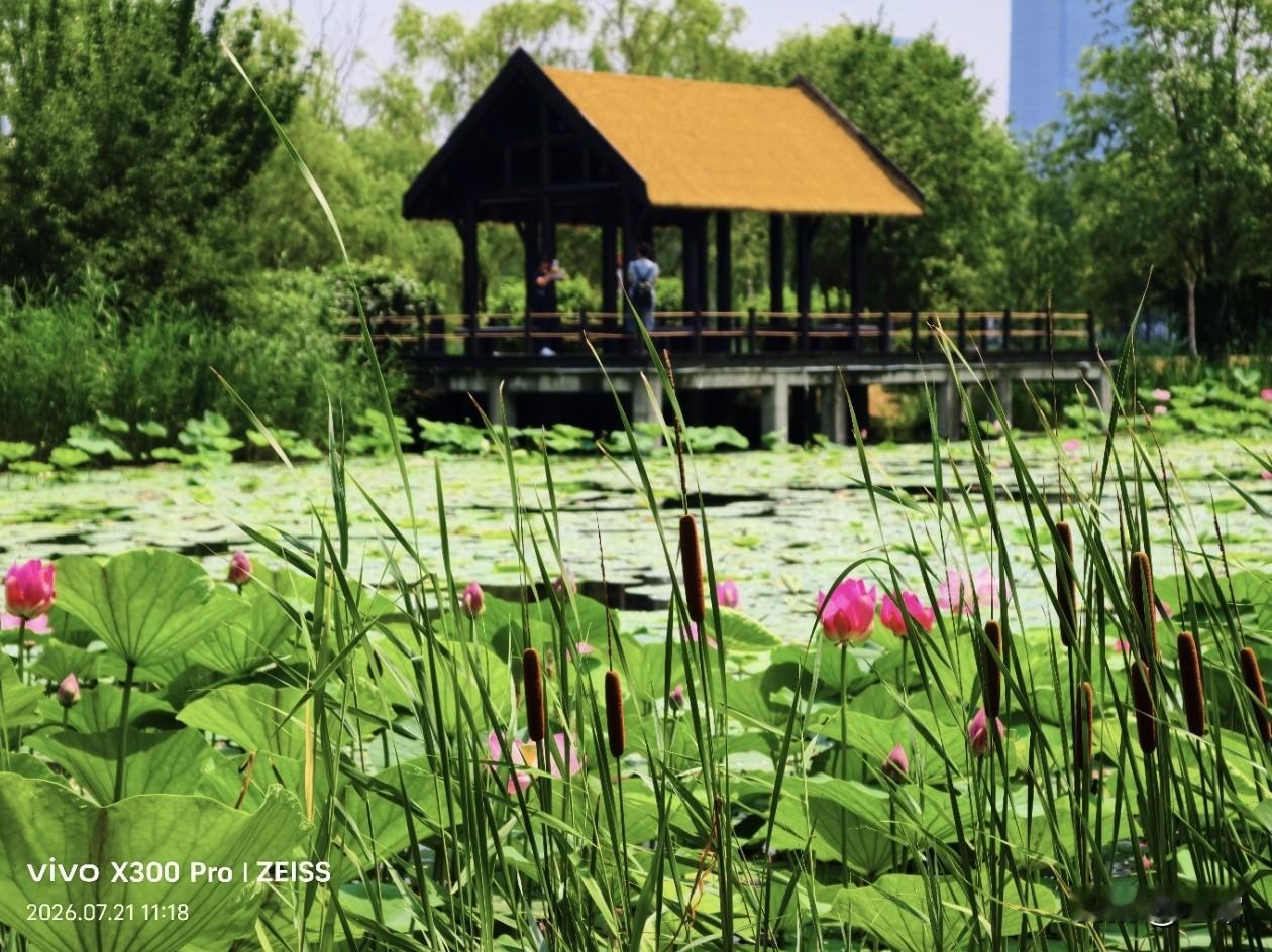 打卡长春北湖国家湿地公园。
可以分享你手机拍摄的花朵照片吗 公园美景分享
