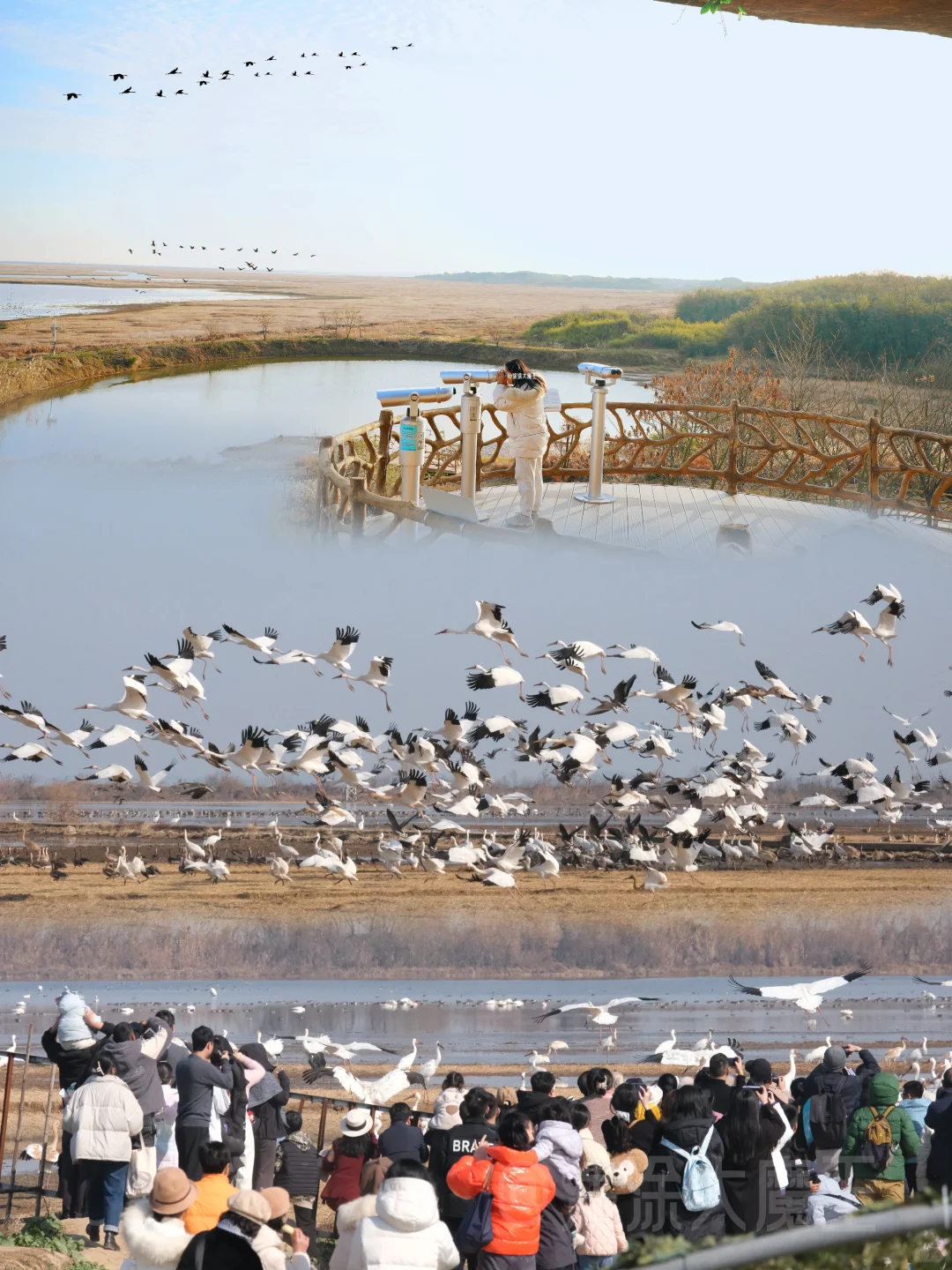 鄱阳湖观鸟季来咯！8个观鸟点本地人推荐
