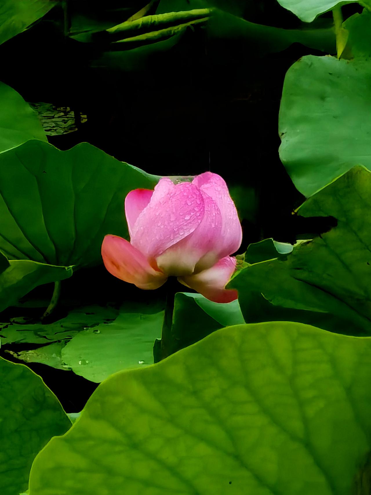 2026年6月21日雨后洋泾湖拍摄带水珠的荷花（一）。 洋泾湖 手机摄影荷池随拍