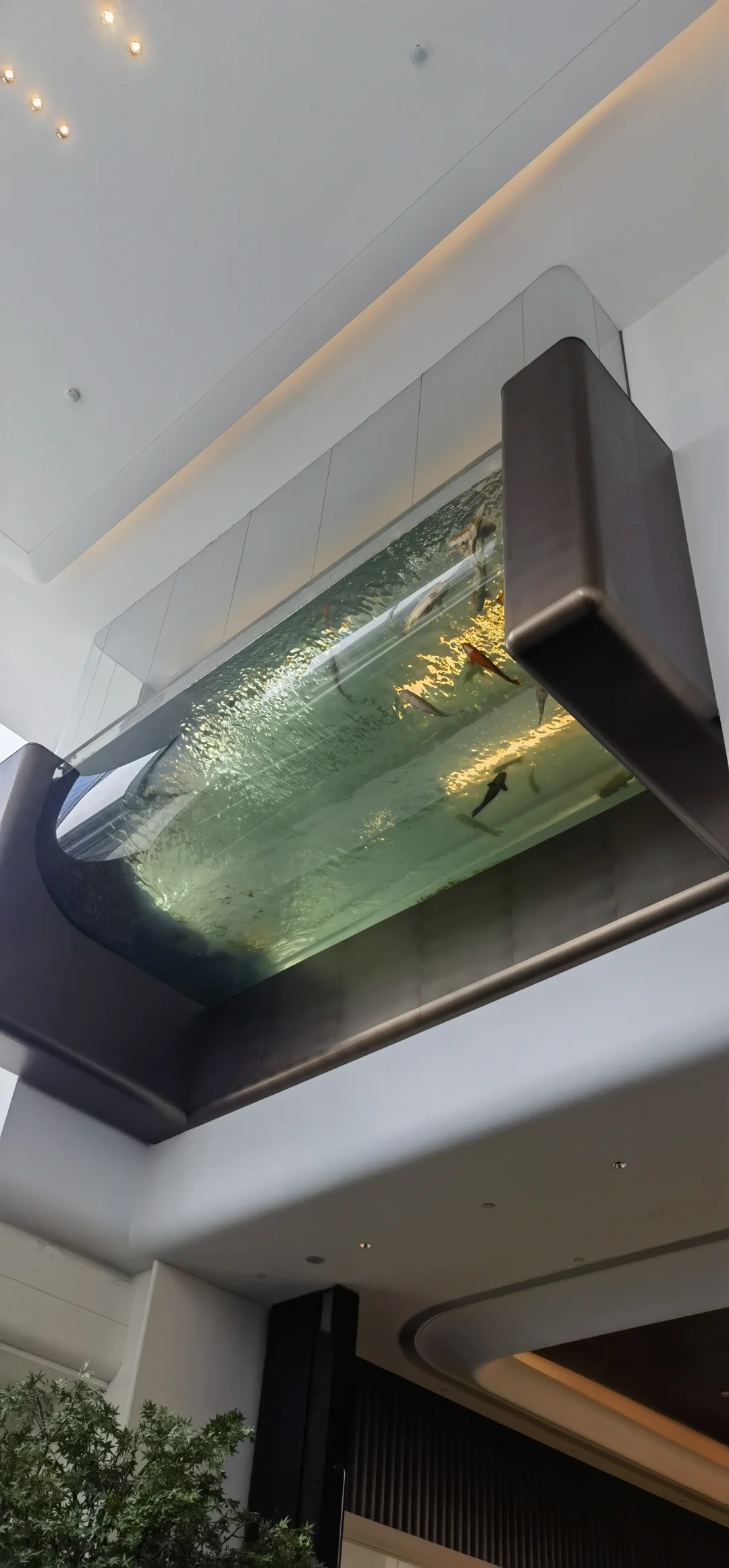 大堂顶上的鱼缸，你见过吗？