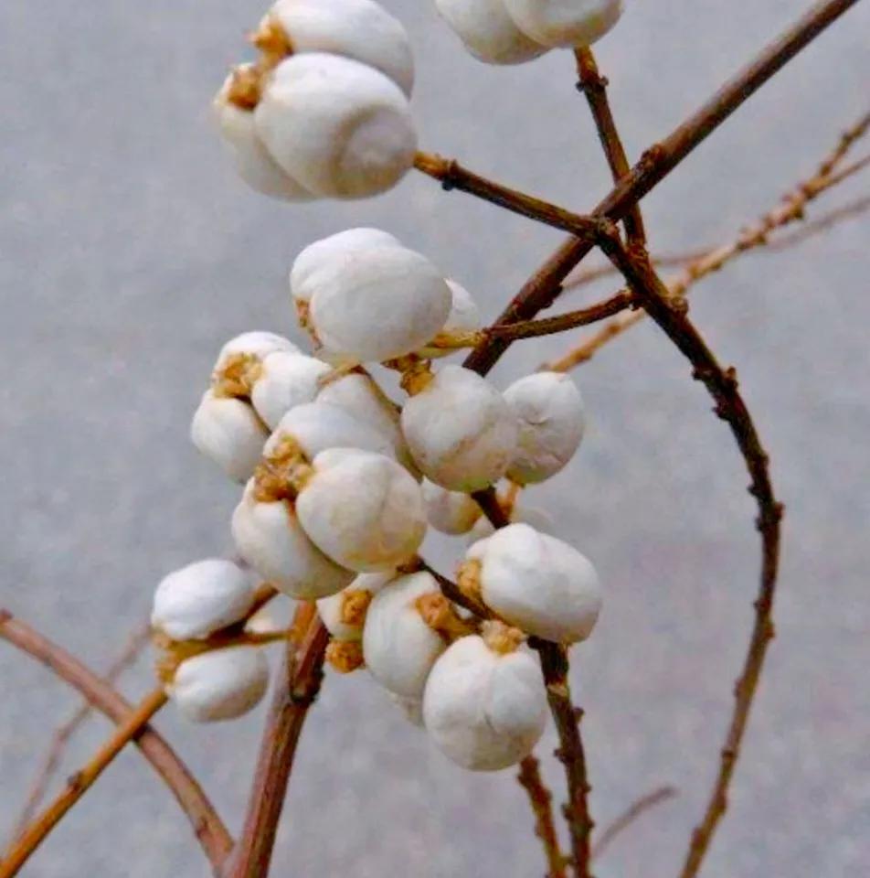 【识花辨草】乌桕树：冬天树桠上的雪白“花蕾”，这是落尽叶子的乌桕树，其枝头坠满硕