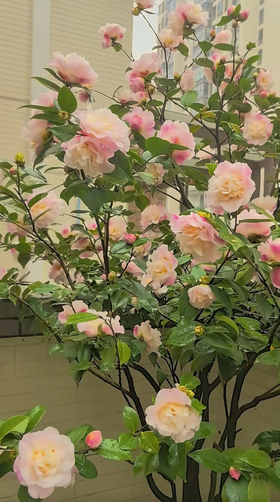 有没有漂亮的花朵图片吗随手拍～