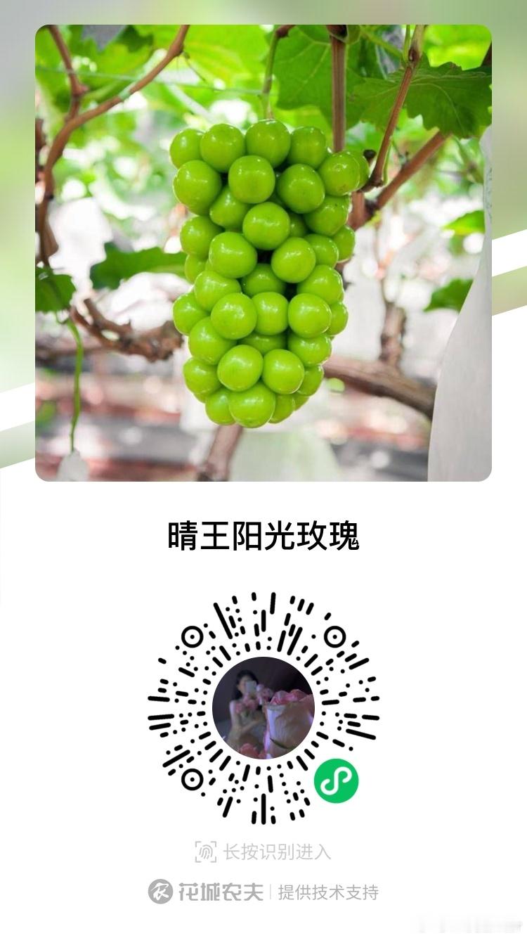 去年那个阳光玫瑰上架啦！（图一小程序嗷）大家可以在我微博搜“阳光玫瑰”去看网友的