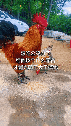 想吃大公鸡肉了，想个什么罪名才能心安理得的干掉它…[黑脸]