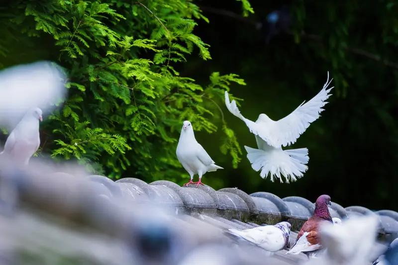 美西方空有金钱霸权，视女人如衣裳，何来平等之说？唯有中国倡导平等、和谐共生！爱情