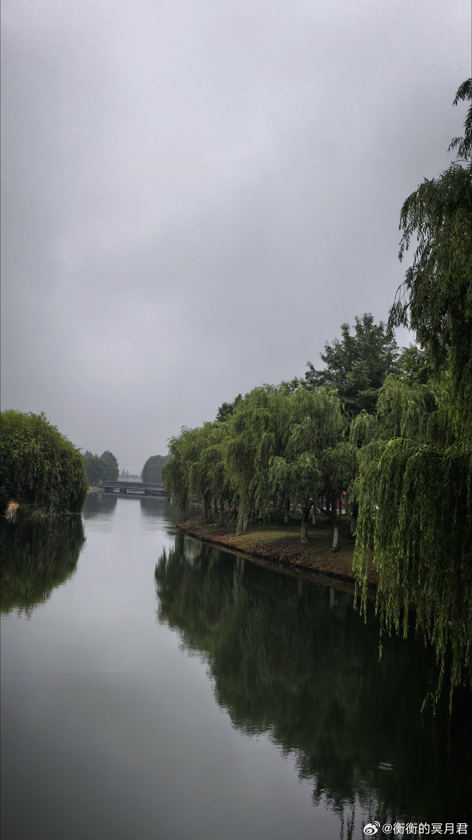 又是烟雨迷蒙的早晨，猫宁！
