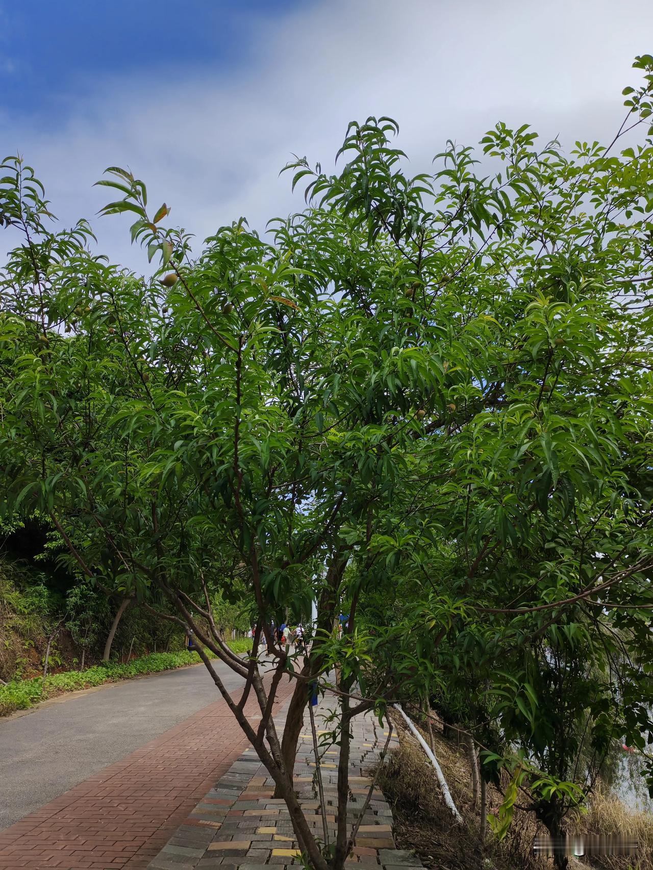 商家在吗，我在你那里买的杏子树，三年了，终于挂果了。。。