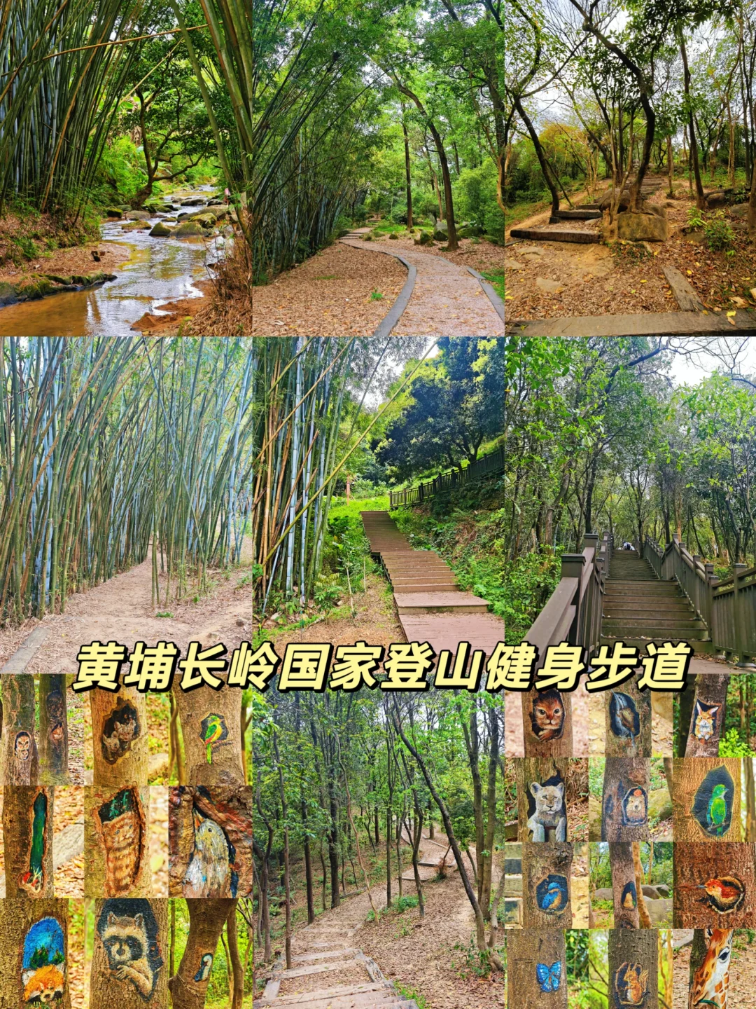 广州免费徒步溯溪地！长岭国家登山健身步道