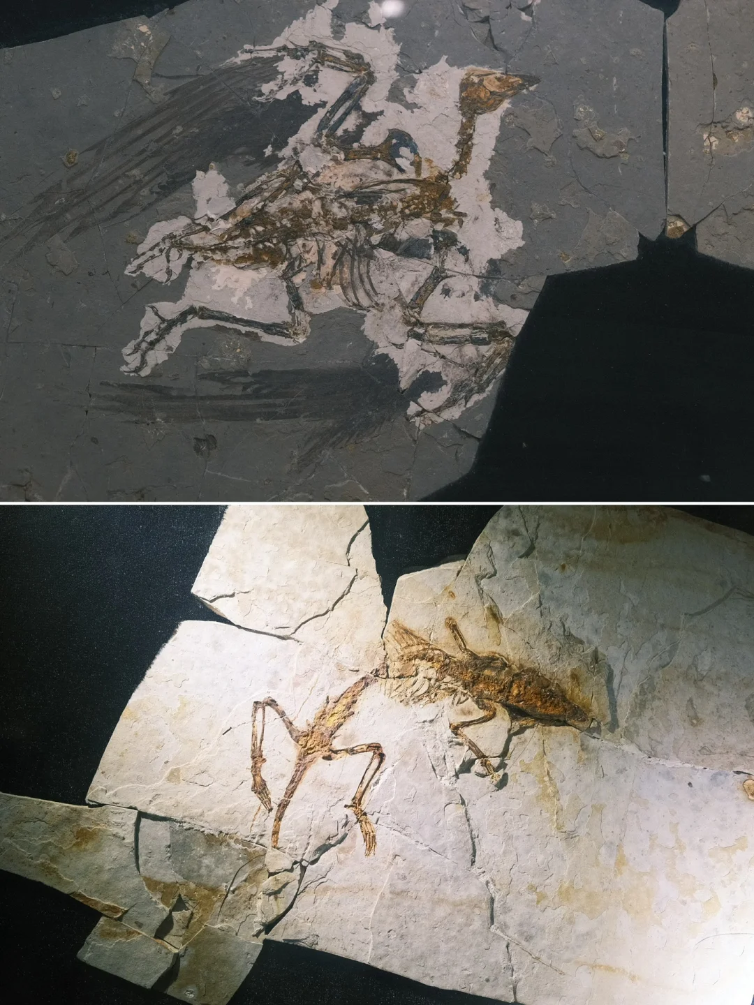 去了还想去！石头迷尖叫的安徽省地质博物馆！