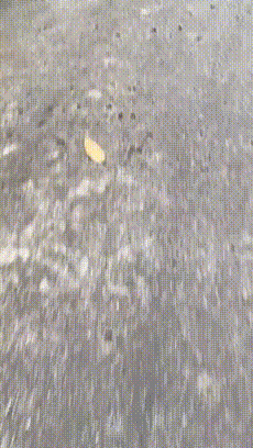 驯服野生摩托车