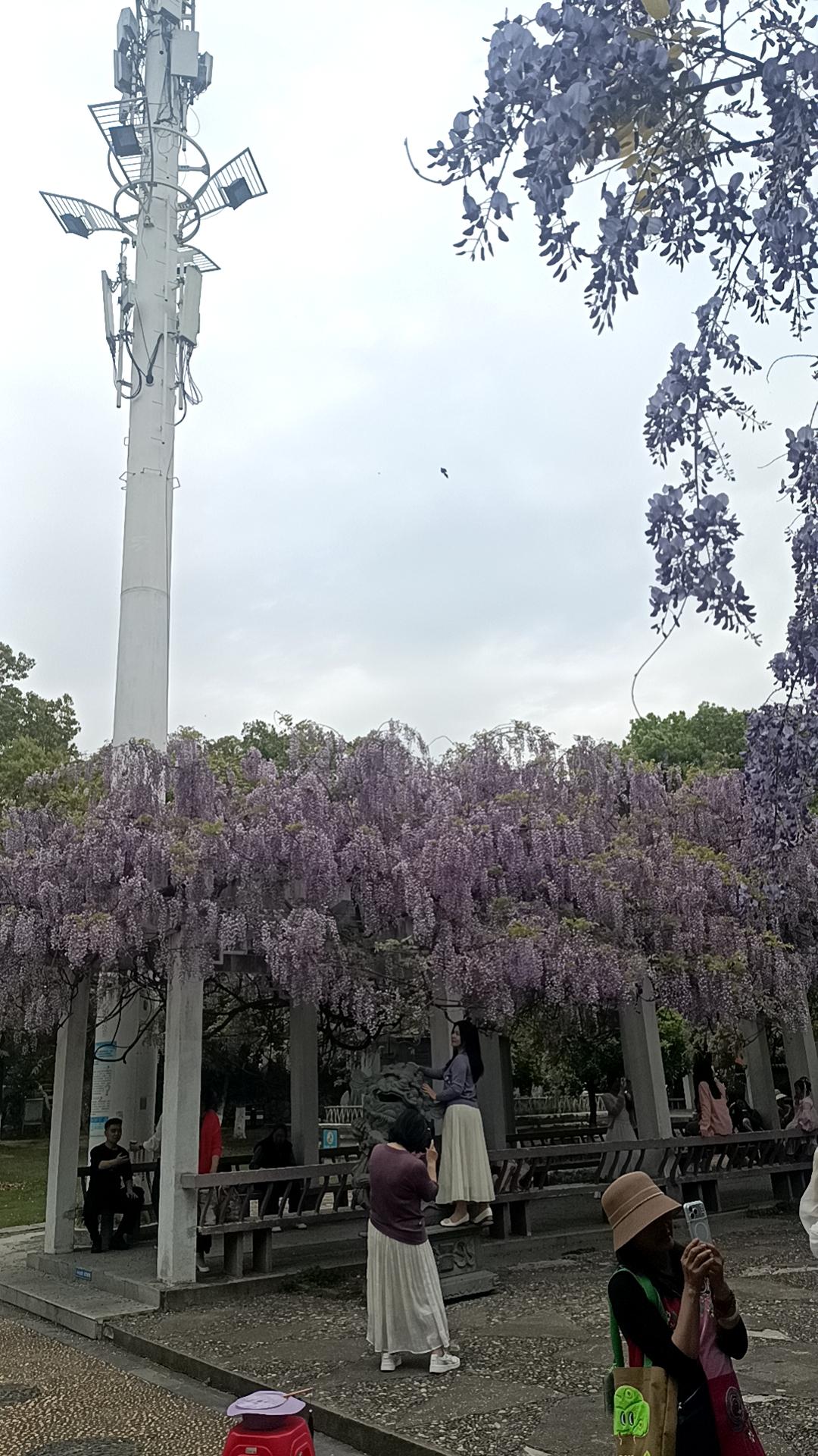 给大家看看今天小观园的紫藤花，正是盛花期，开的灿烂辉煌。好多人前来打卡拍照。留住