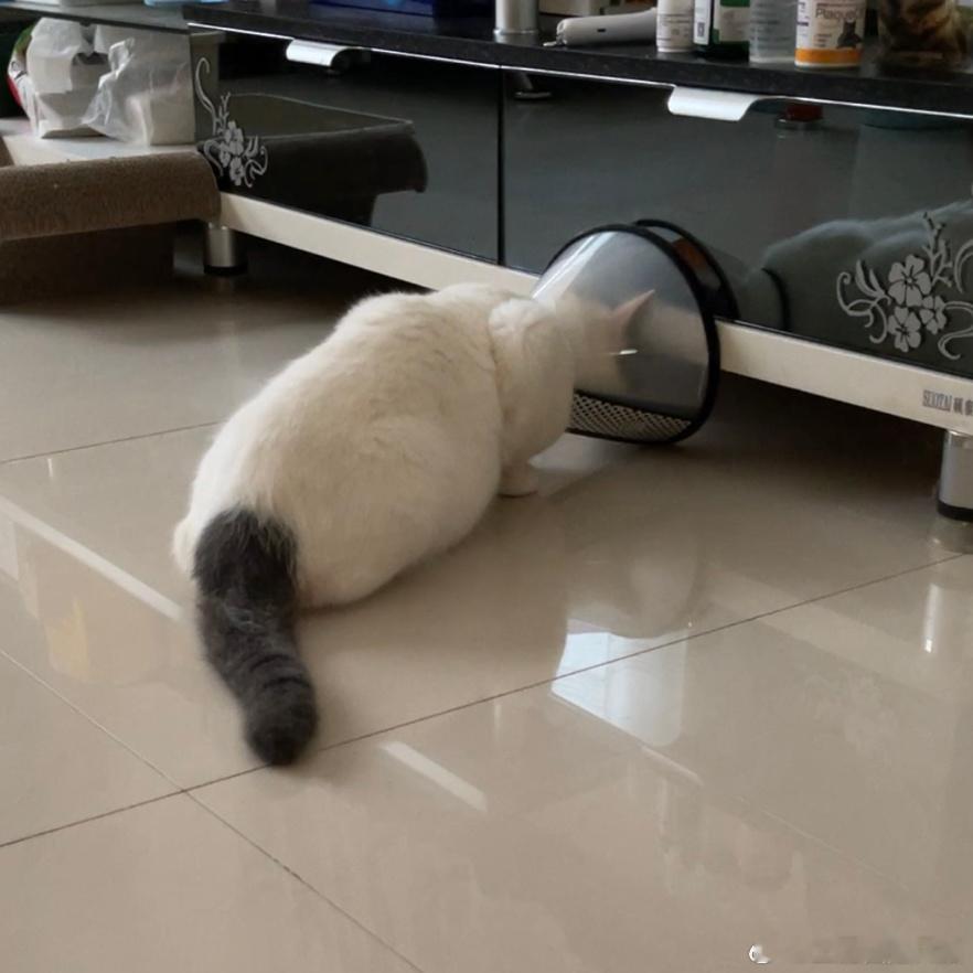 说到圆绝育又想到了豚绝育，豚绝育回家之后的状态我直接就是吓到不敢动，它刚戴罩子很