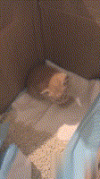从外边捡回来一只小奶猫，因为家里没有宠物用品，就只能先把猫咪和猫砂一块放在纸箱子