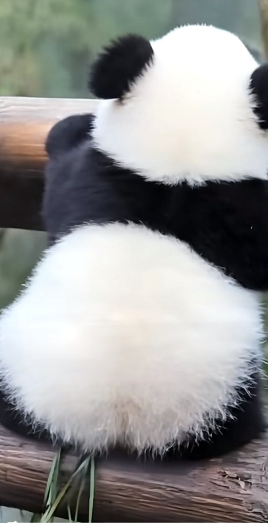 熊猫幼崽真可爱 一个背影都糯叽叽的 ​​​
