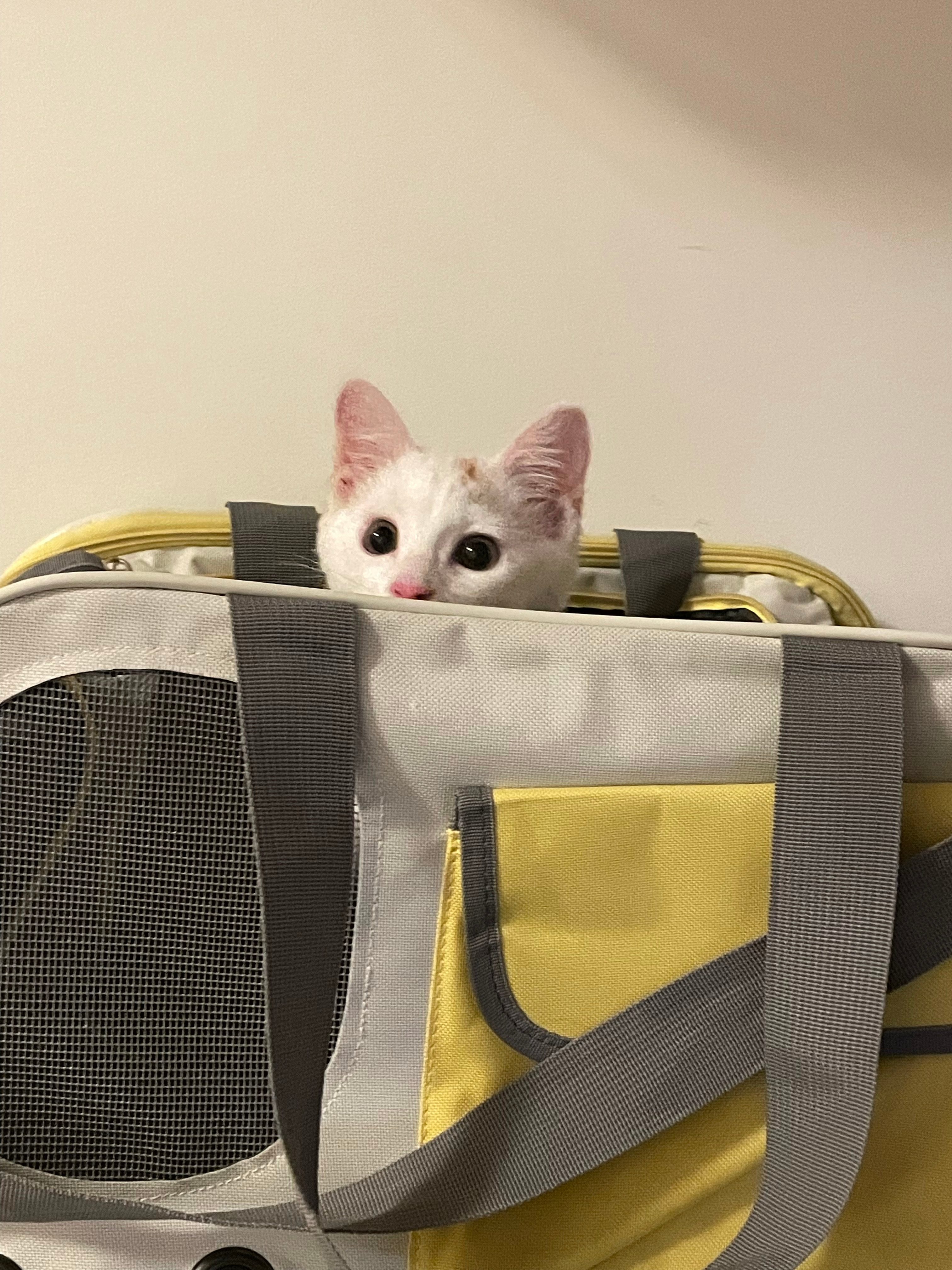 小猫萌