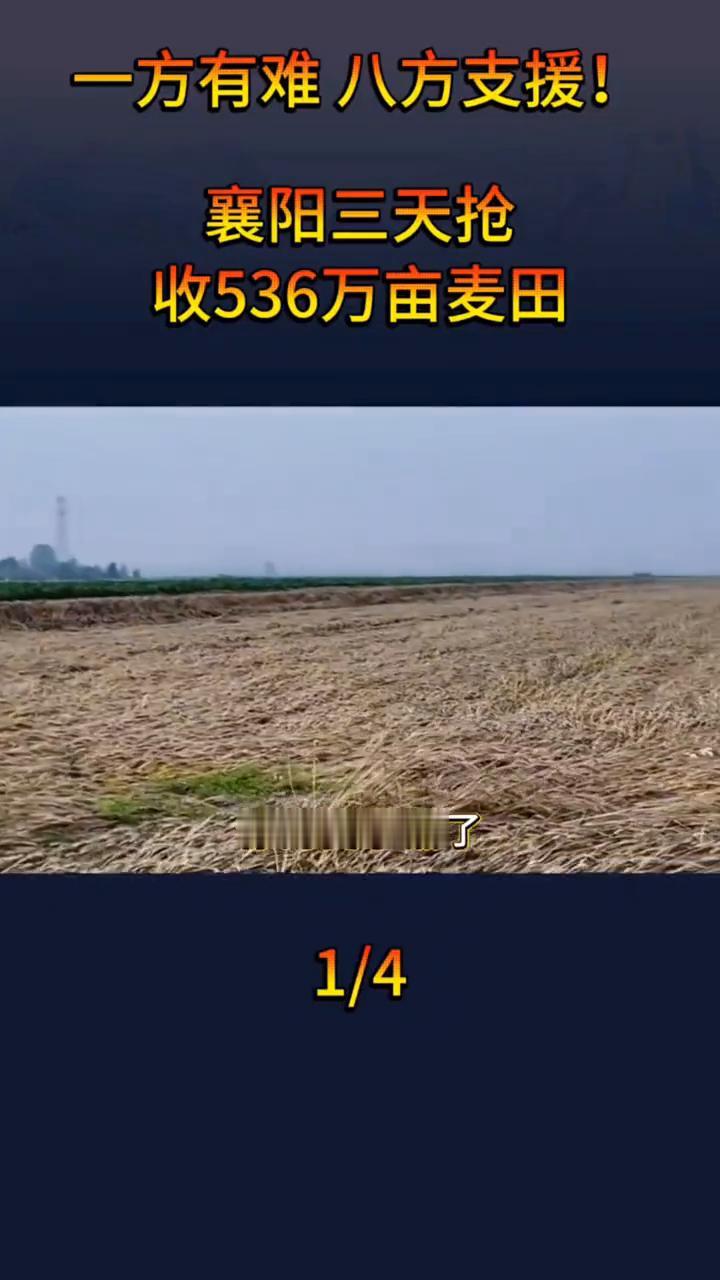 一方有难八方支援！襄阳三天抢收536万亩麦田。
你的麦子熟了，整个中国替你收。眼