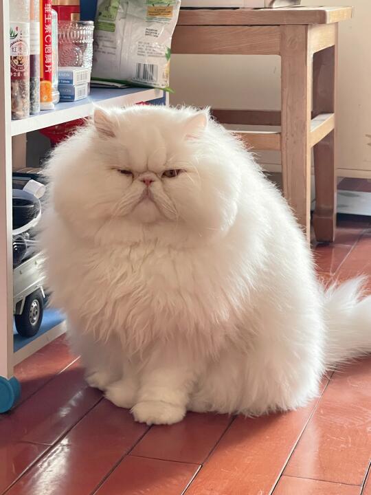左滑看咪小时候