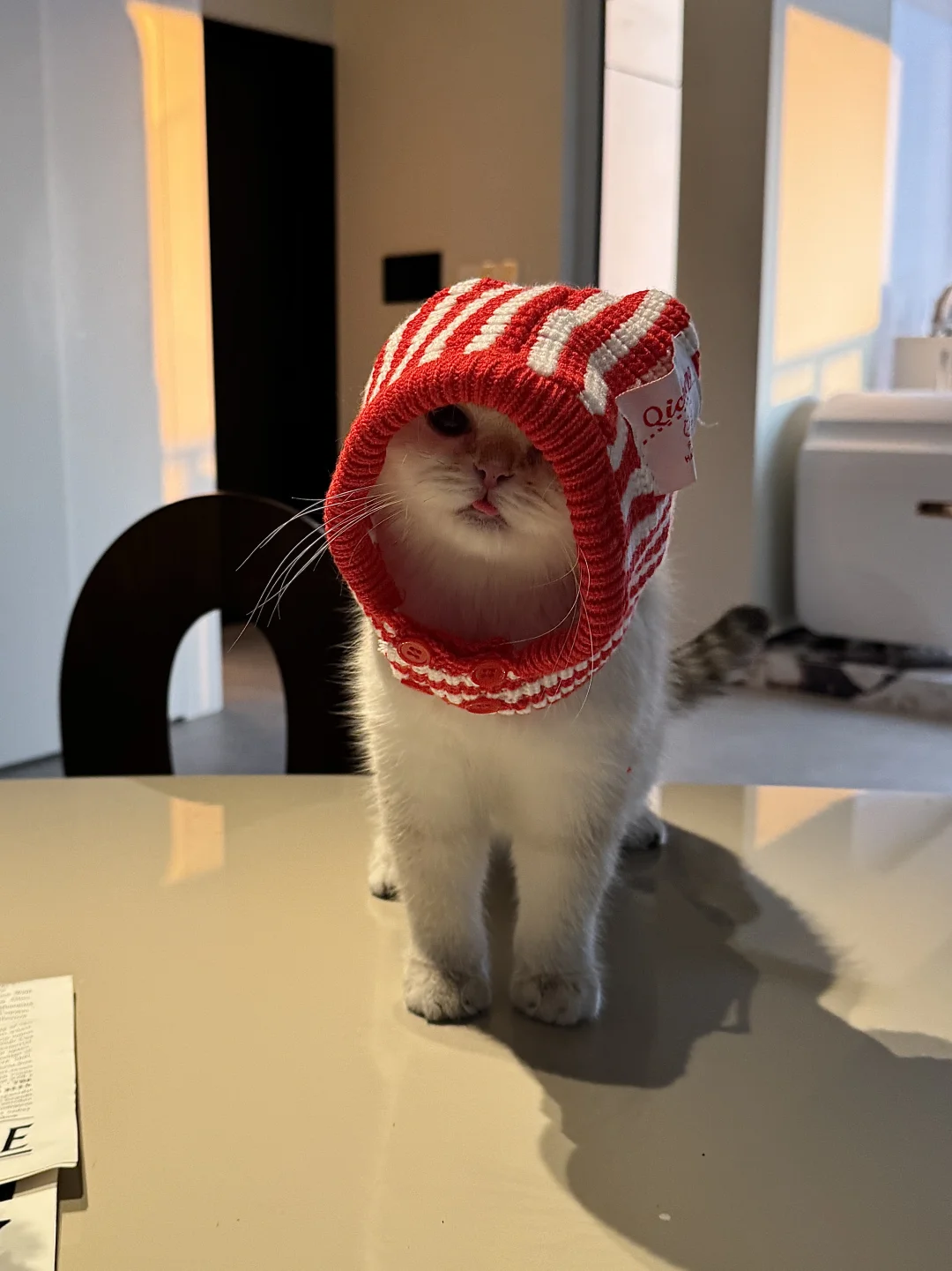 已经提前准备好🐱子的圣诞战袍了