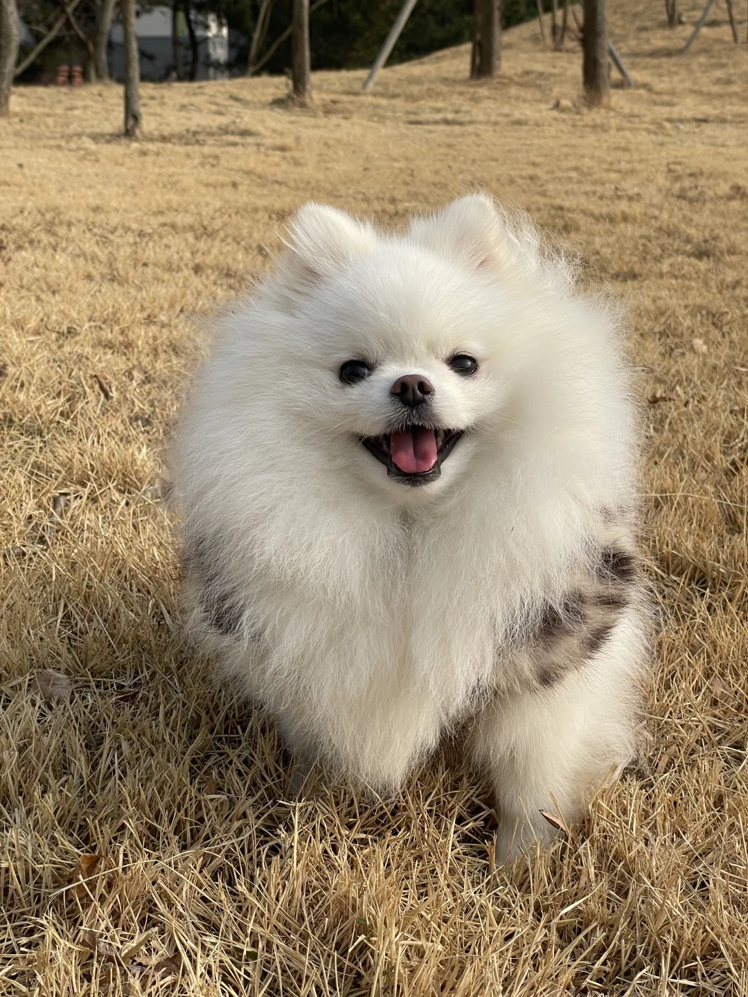 这种豹纹博美是不是不纯