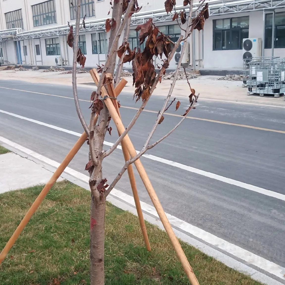 狂风吹倒千年树
不知这是几级风