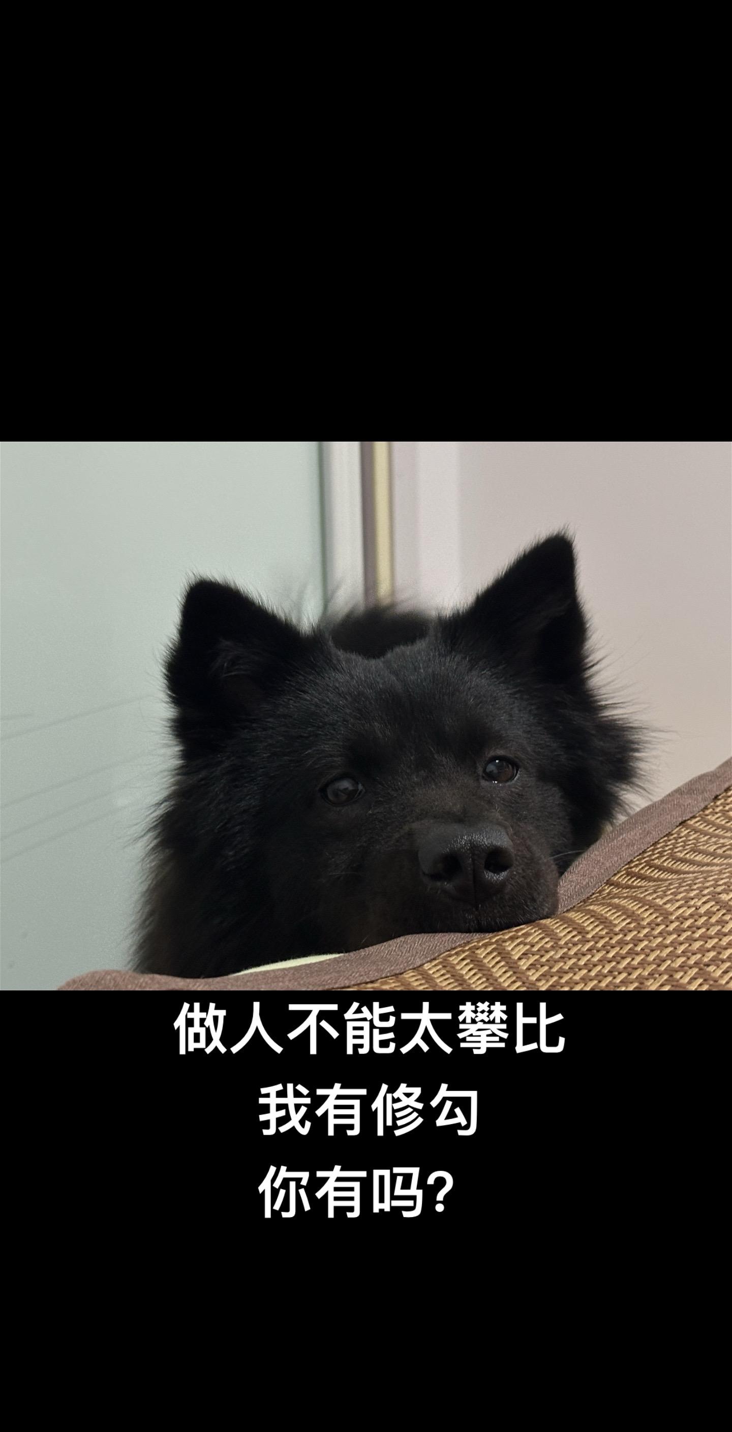 五黑犬 中华田园犬