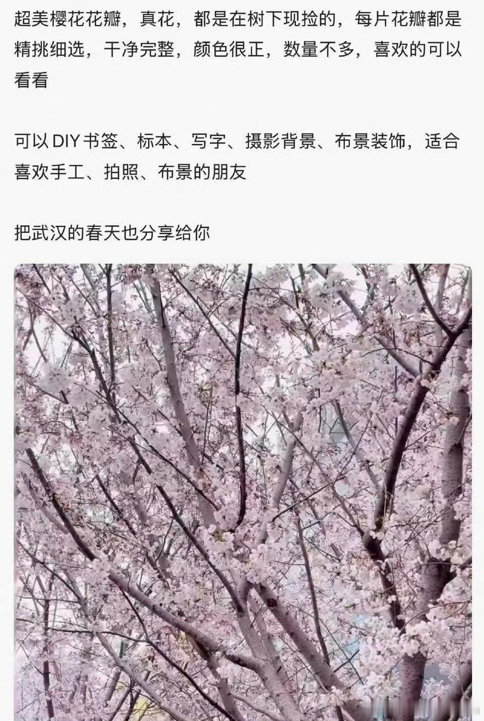 广东人捡木棉花挂闲鱼标价9.9一斤别人赏花，广东人捡花搞副业。新鲜木棉花晒干上架