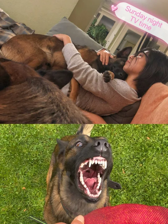 🇳🇱小狗的两副面孔