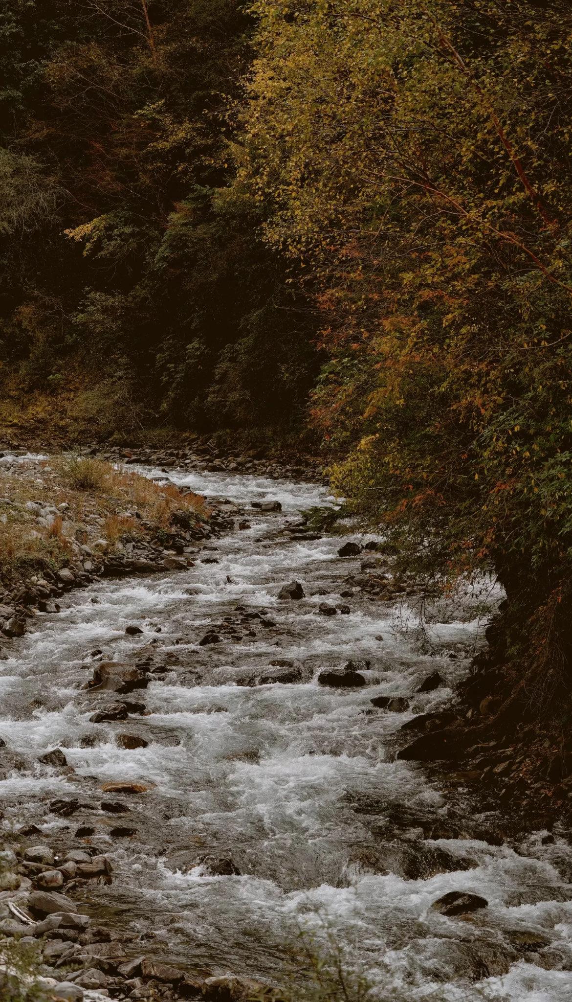 可以分享一张秋景树叶的照片吗
