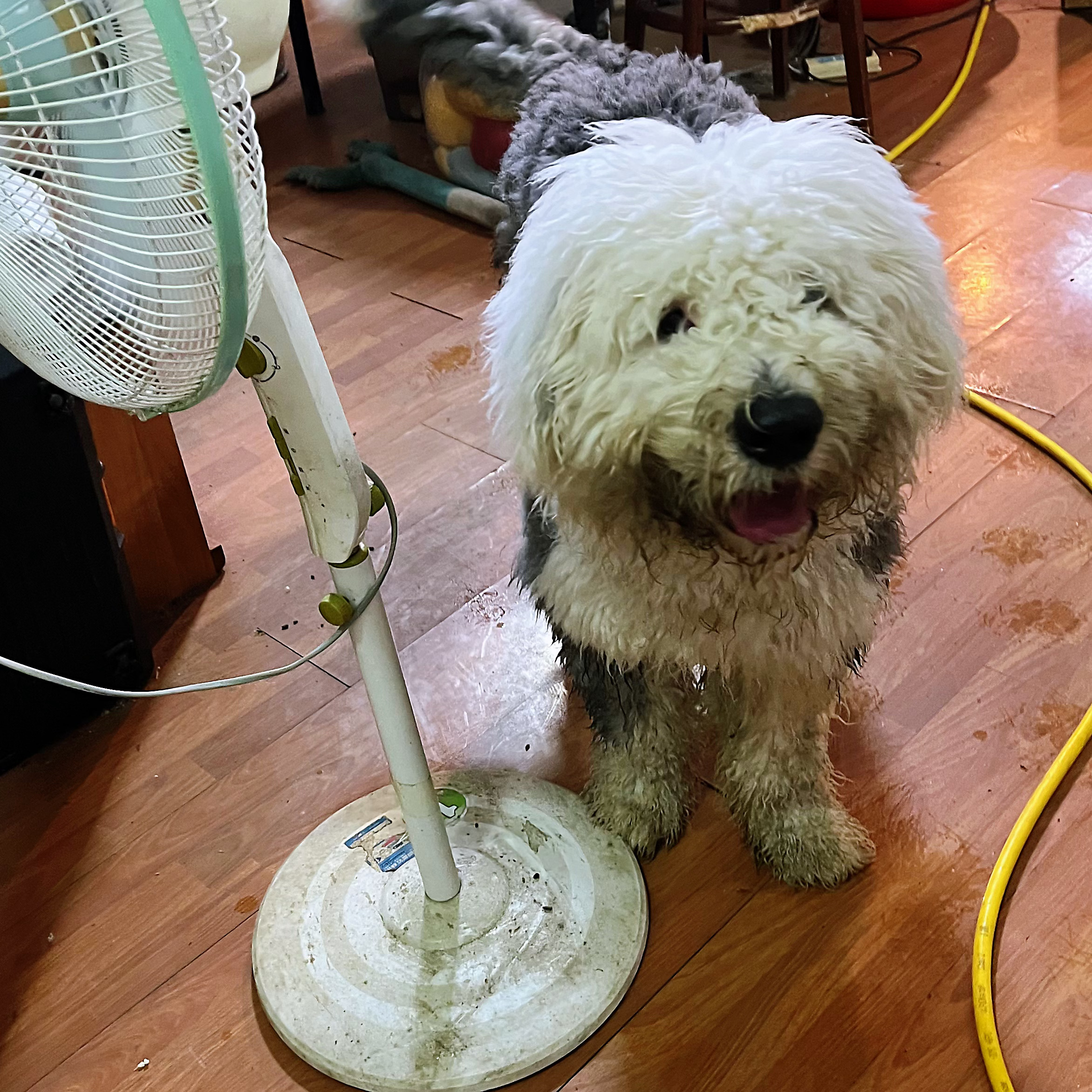 雨大，趁我不注意直接跳水坑里20秒……我感觉邦布要开心炸裂了……才洗了没几天……