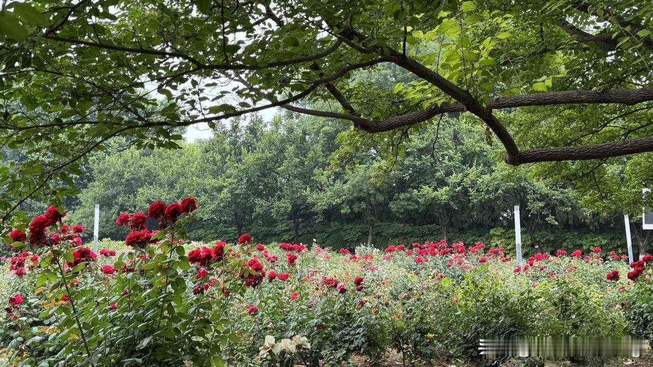 西流湖牡丹园里也有月季花