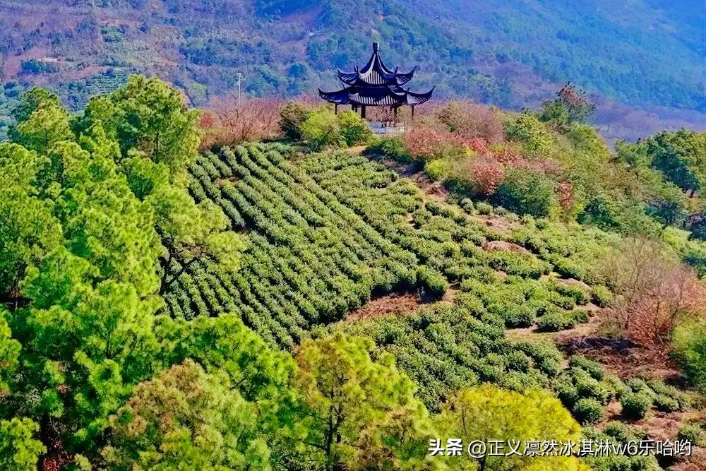 本月中旬迎旺季 苏州春茶开采啦，本月中旬就要迎来旺季！这可是茶友们的福音。苏州的