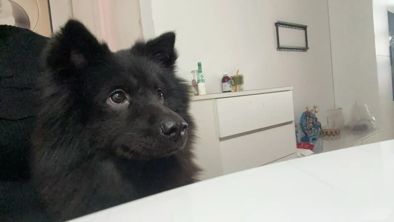 五黑犬 中国唐犬 黑土松