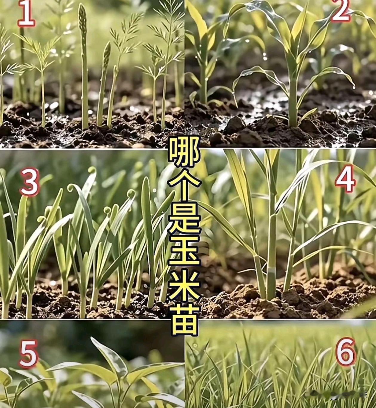 猜猜是哪一个
