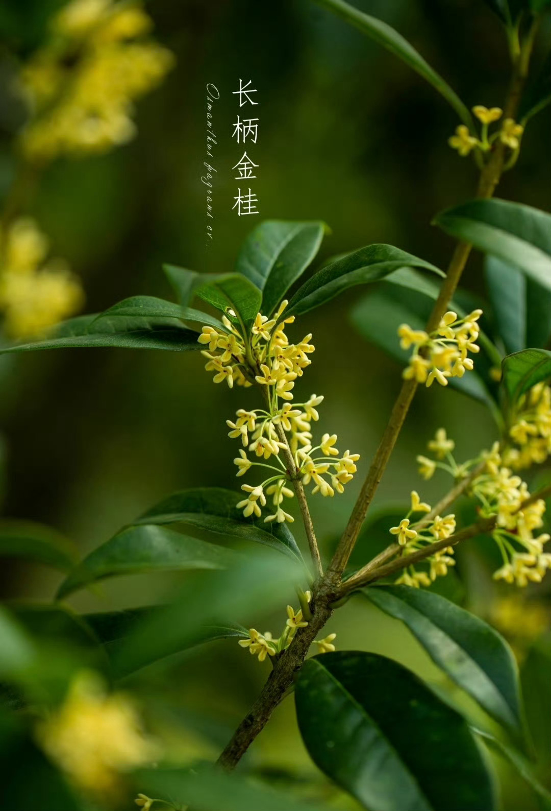 “  桂香漫秋晨 … ” ​ ​​​