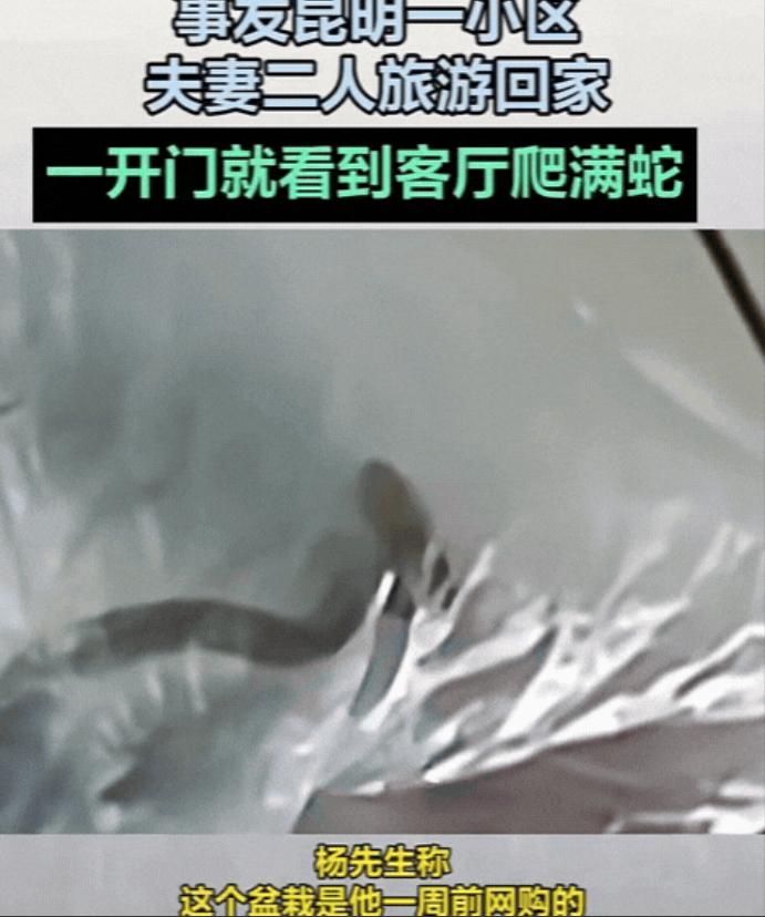太吓人了！云南昆明，一对夫妻旅游回家，刚一开门，脸都吓白了！客厅里竟然到处都是蛇