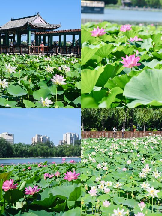 📸6.20实拍🪷莲花池公园荷花已开好！