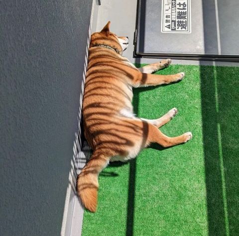 阳光下正在cos老虎的柴犬 