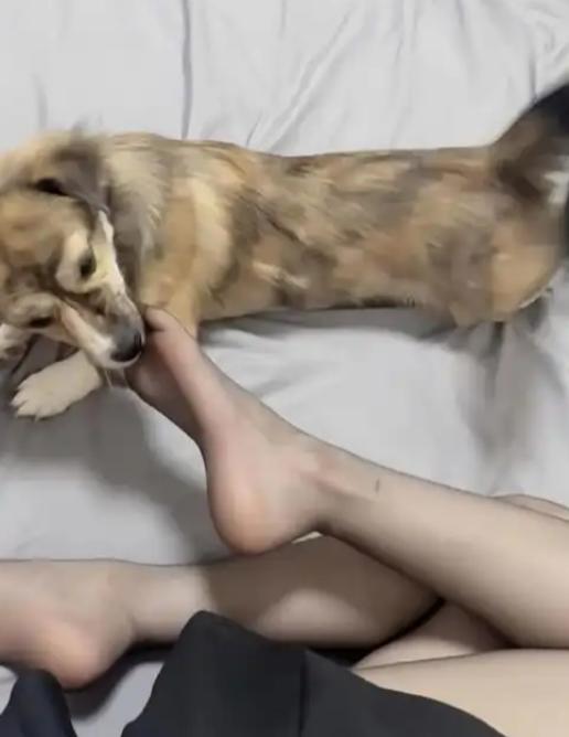 云南澜沧一女子被邻居小狗咬伤腿部后 6 天猝然离世，家属索赔 105 万被法院全