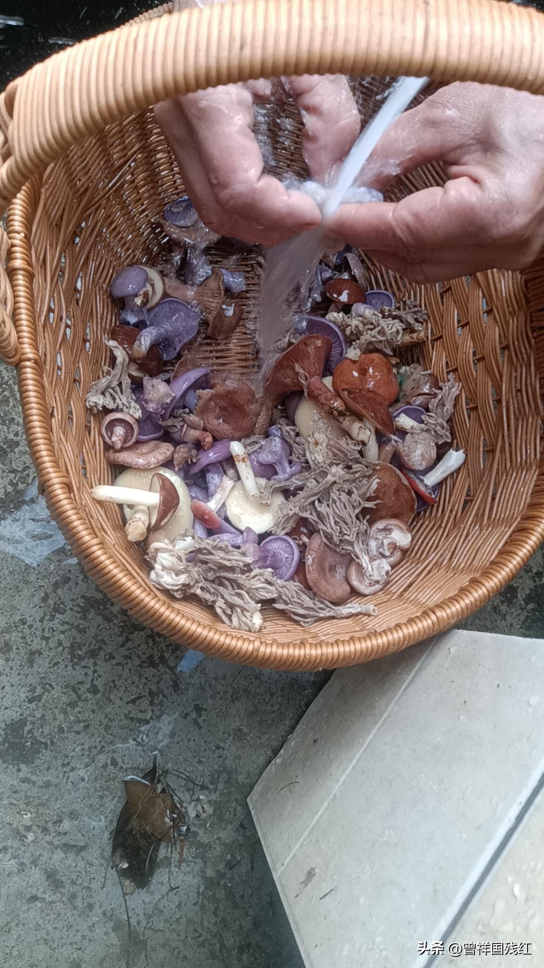 吃菌子了（蘑菇），还是家里的饭香，自从上大学到工作至今就没有好好在家里吃一回野生