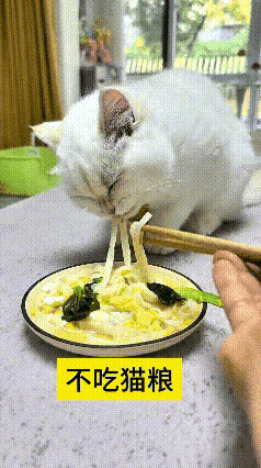 看完这个视频，我还是头一回见到小猫吃面条。多数猫咪平时都只吃猫粮，这只小家伙倒是