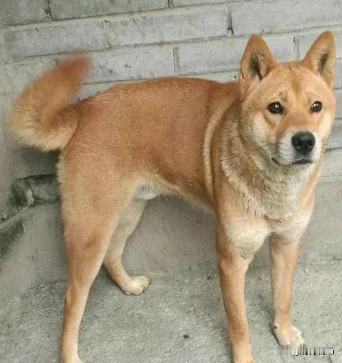 狗患背后是人祸，管狗先要管人》
爆款题目：《狗患背后是人祸，管狗先要管人


