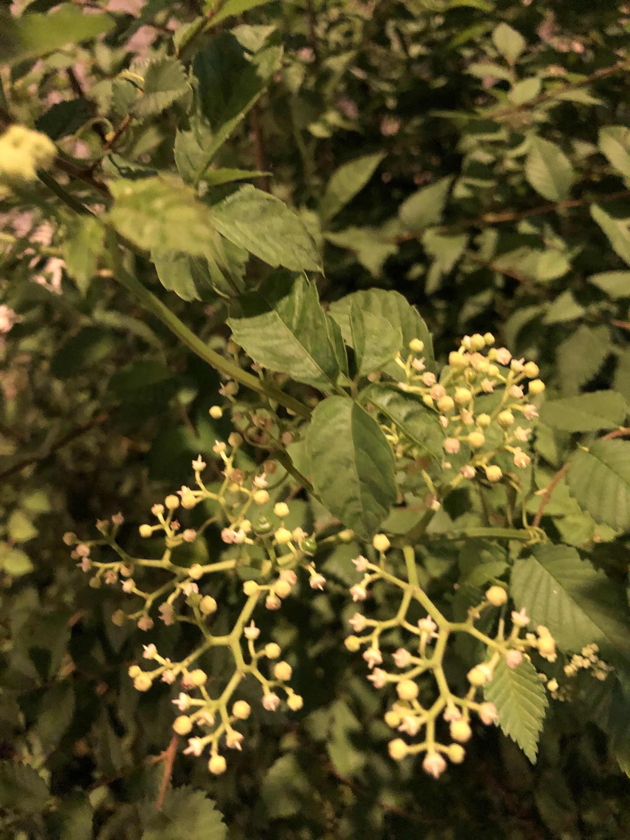 这种9月开花的乔木，卵形锯齿叶面，可以长很高，有谁知道上海街头这种植物的名字么？