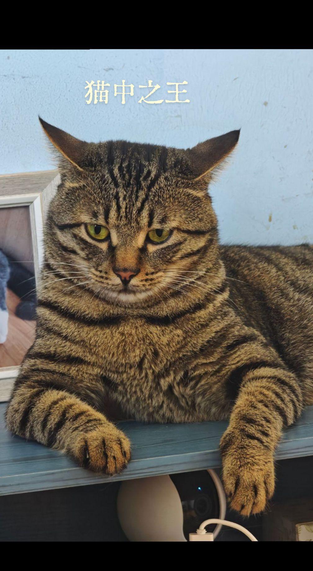 古老又神秘的狸花猫，真正的猫中之王！