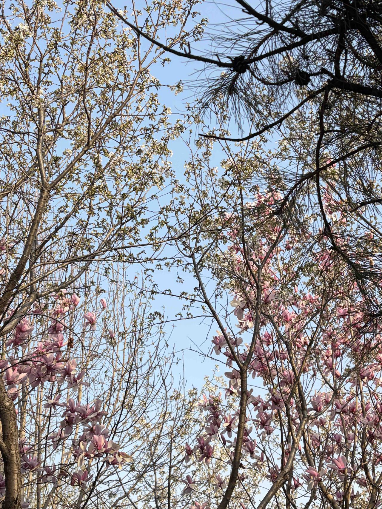 春天到了，愿望很简单：
平安顺遂，烦恼清零，身边有暖，眼里有光。
 春日生活打卡