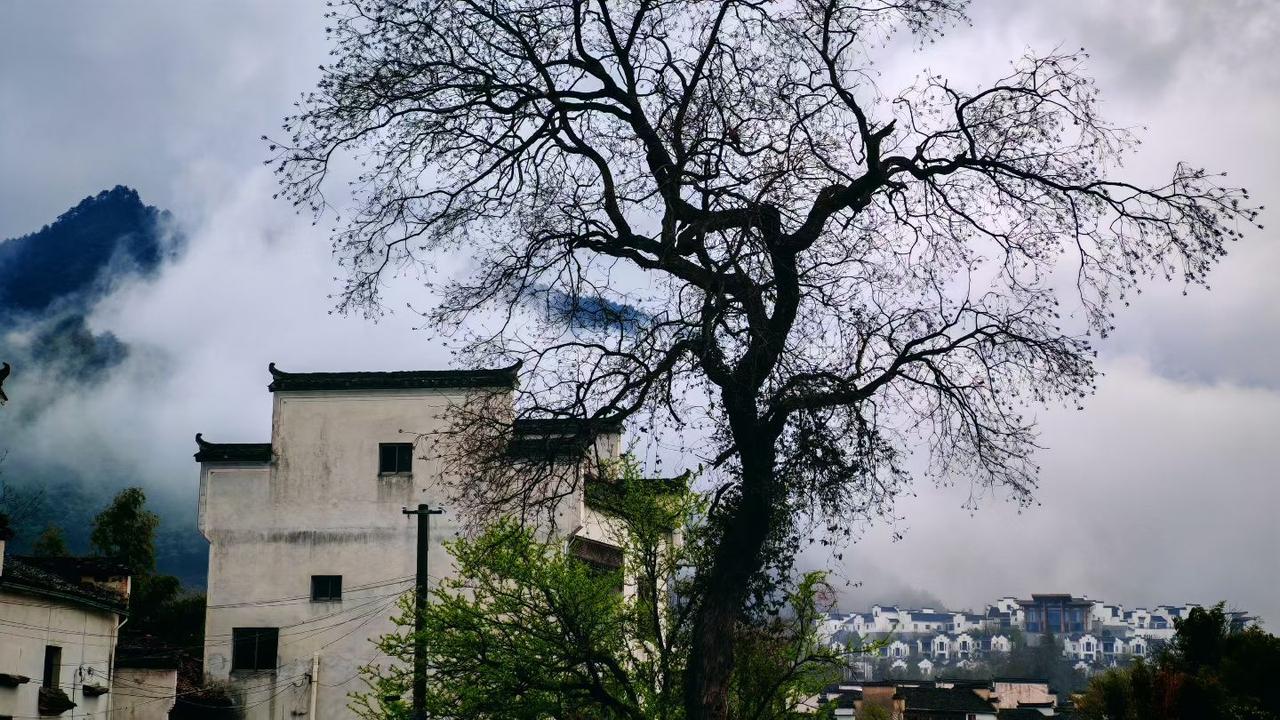 记录我的2026古树枝桠斜倚着黛瓦白墙，云雾漫过青山，把徽州的春日晕成一幅淡墨山