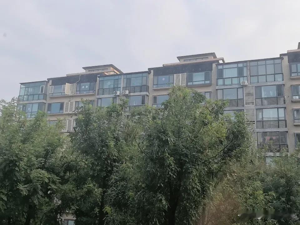 修剪一年之后的树冠
