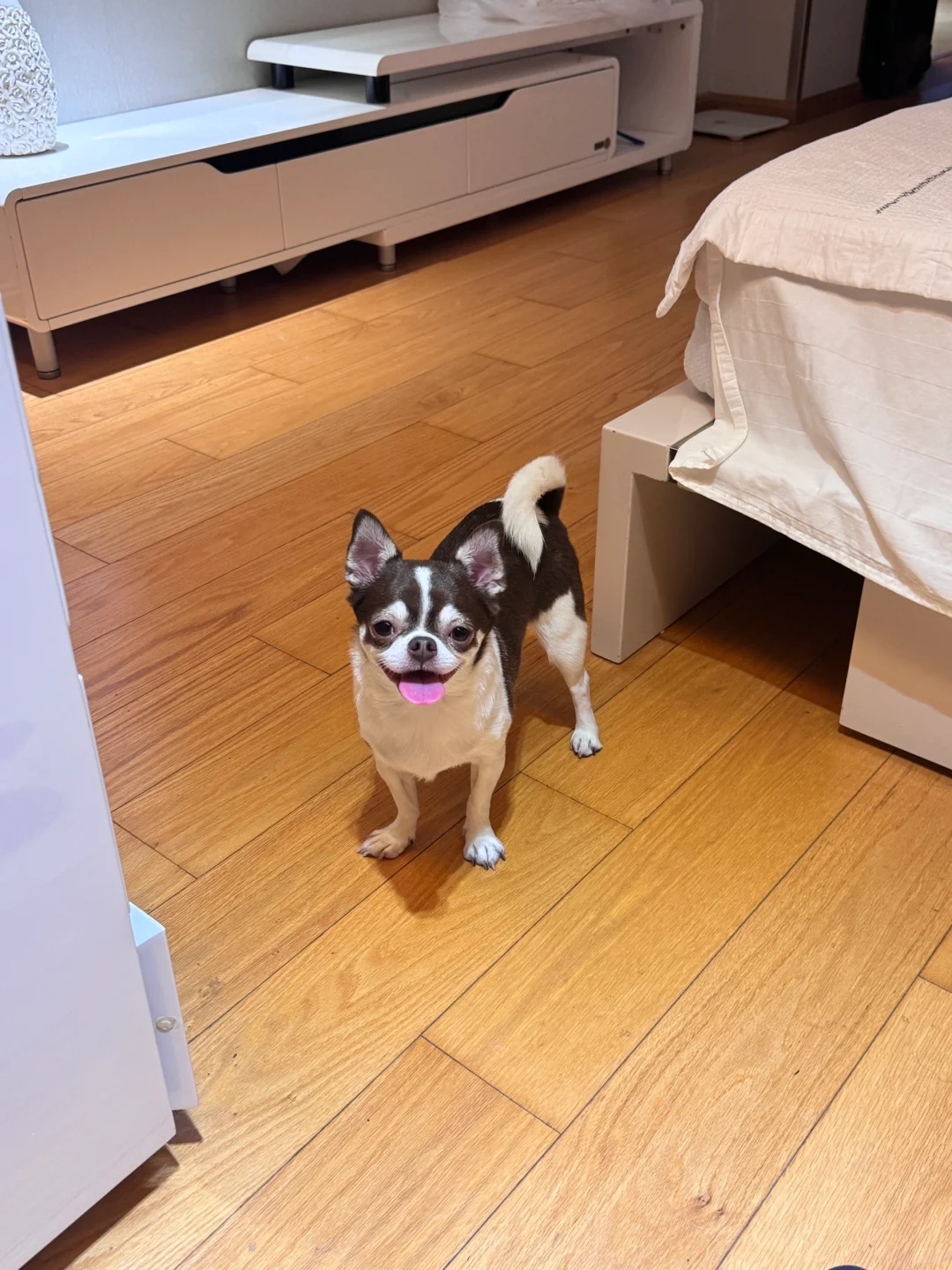 图一麻麻给剃了短毛精神小伙子｜吉娃娃