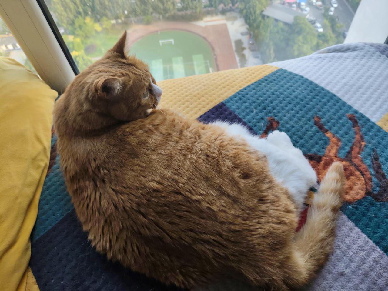 发一张图片看看你们家的猫唉，都顾不上俩毛孩子了。这都长的破头齿烂的[捂脸]