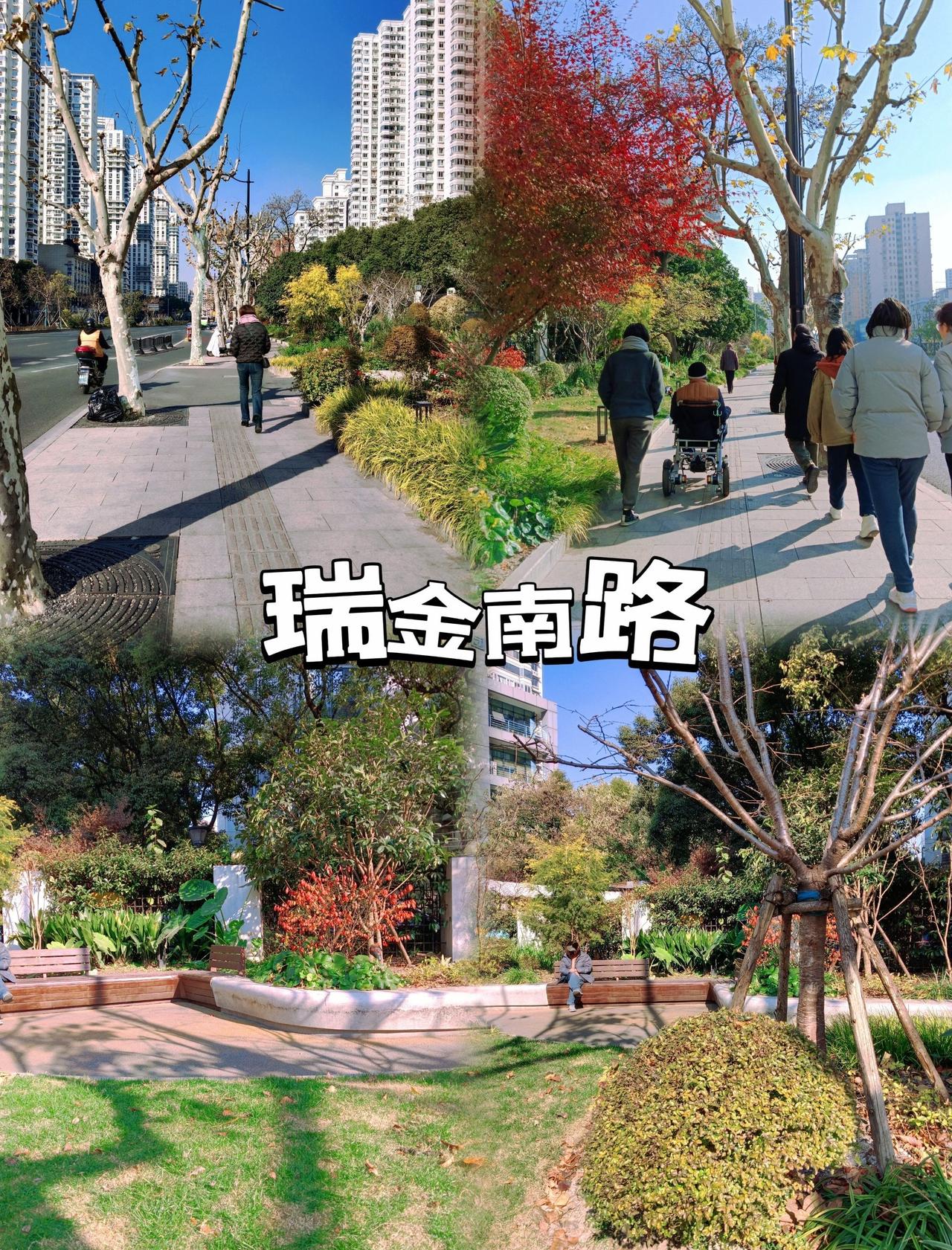 🌈如今的瑞金南路，两旁高楼林立，面目焕然一新，是一条美丽街区。
🌸瑞金南路原