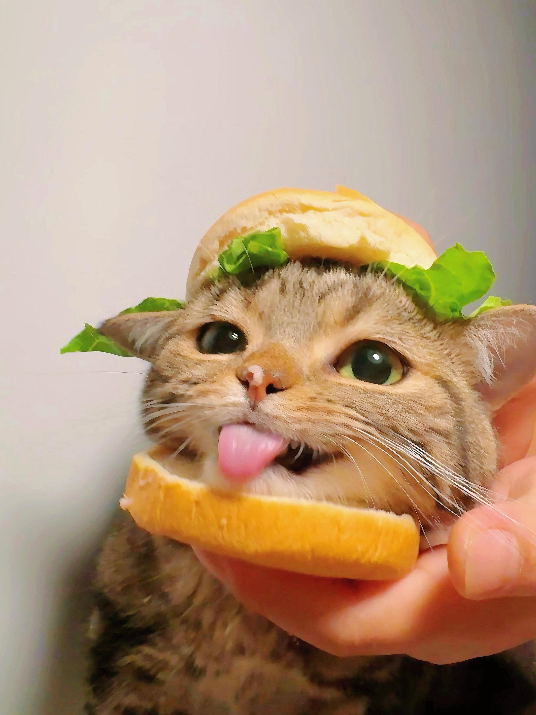 请接收一下你的芝士培根猫头汉堡包🍔。